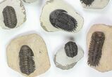 Lot: Assorted Devonian Trilobites - Pieces #76919-3